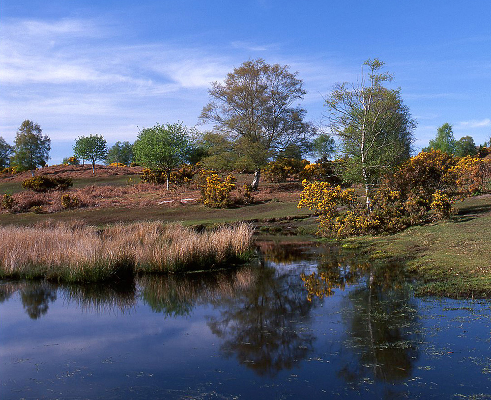Spring Pond on Furzley Common